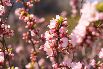 Beautiful blossoming branch outdoors