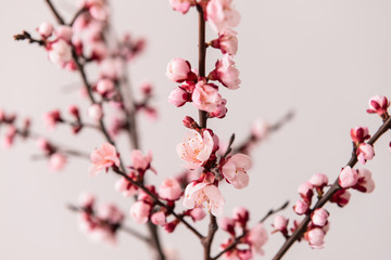 Beautiful blossoming branches on light background