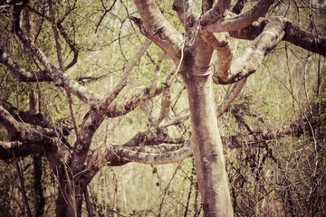 Dead tree and blue sky in the big forest