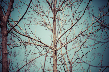 Dead tree and blue sky in the big forest