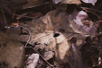 Dry leafs on the ground