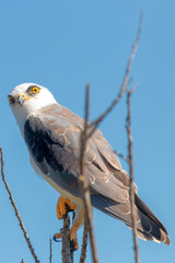 Black winged kite, Elanus caeruleus. Black shouldered kite bird elanus axillaris perched on branch with bright eye Donana National Park, Andalusia, Spain