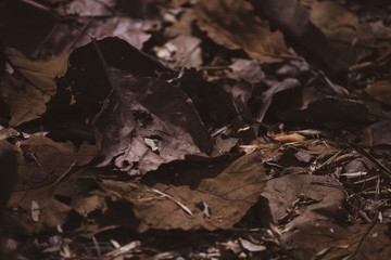 Dry leafs on the ground