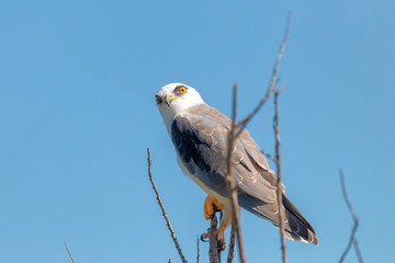 Black winged kite, Elanus caeruleus. Black shouldered kite bird elanus axillaris perched on branch with bright eye Donana National Park, Andalusia, Spain