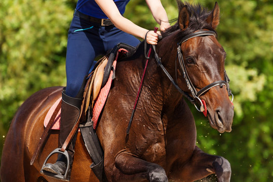 Close-up picture of running bay horse with rider