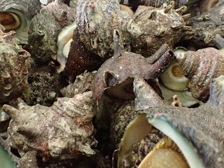 Chiba,Japan-April 28, 2019: Sazae or turban shells in a basket  