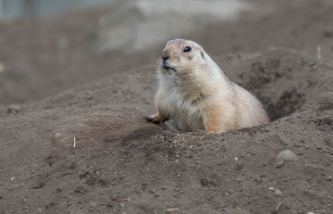 Ogro prairie dog