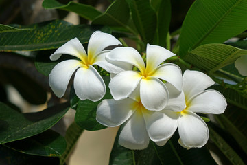 Flowers : white plumeria, white frangipani. Plumeria or Frangipani is a one of most important flowers for extracting aromatherapy essentials oils and  perfume for spa products in Thailand.