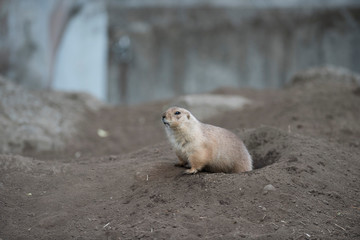 Ogro prairie dog