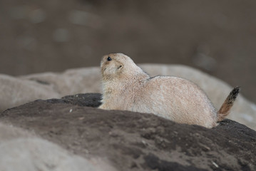 Ogro prairie dog