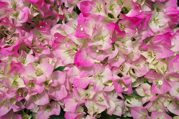 Chiba,Japan-April 28, 2019: Pink Bougainvillea in a greenhouse