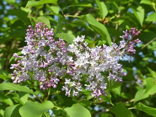 Beautiful white lilac bush blooming in springtime