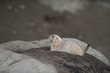 Ogro prairie dog