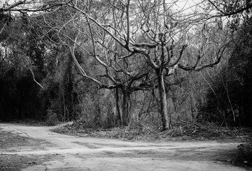 Path in the big forest