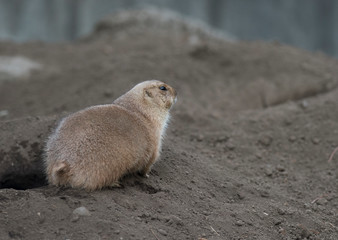 Ogro prairie dog