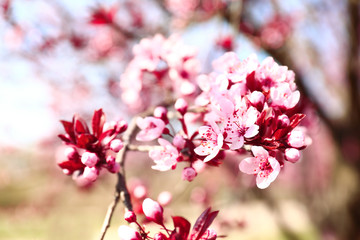 Beautiful blossoming branch on spring day