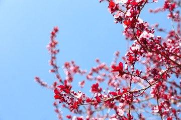 Beautiful blossoming tree on spring day