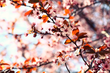 Beautiful blossoming branch on spring day