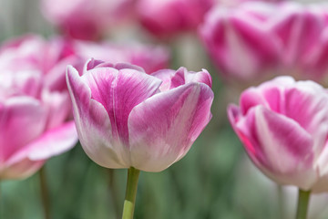 close up of peony tulip flower in garden at spring