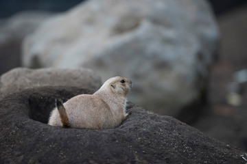 Ogro prairie dog