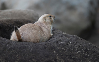 Ogro prairie dog