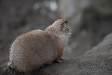 Ogro prairie dog