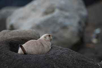 Ogro prairie dog