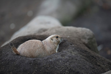 Ogro prairie dog