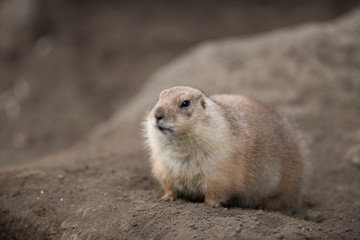 Ogro prairie dog