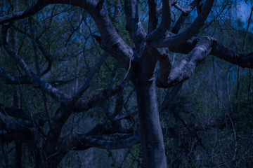 Dead tree and blue sky in the big forest