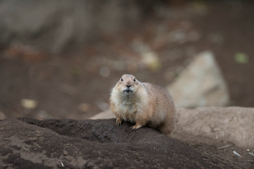 Ogro prairie dog