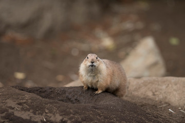 Ogro prairie dog