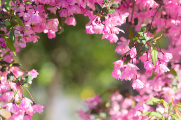 ハナカイドウの花