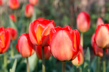 Fototapeta premium A group of red tulips in the park. Morning in the dew, Spring landscape. Close-up, blur.