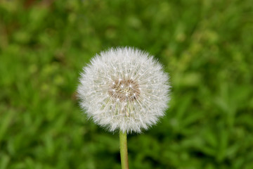 Dandelion seeds in the morning sunlight blowing away across a fresh green background