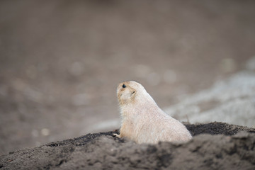 Ogro prairie dog