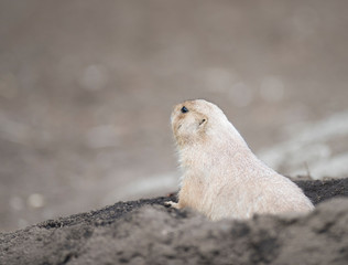 Ogro prairie dog