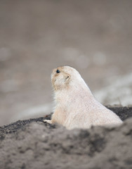 Ogro prairie dog