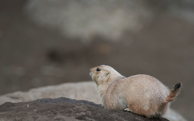 Ogro prairie dog