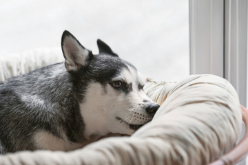 Adorable Husky dog resting in armchair at home