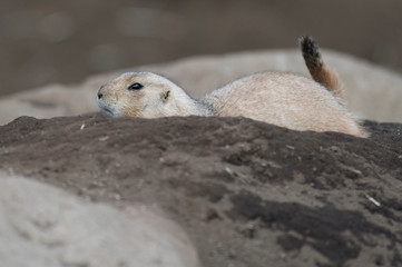 Ogro prairie dog