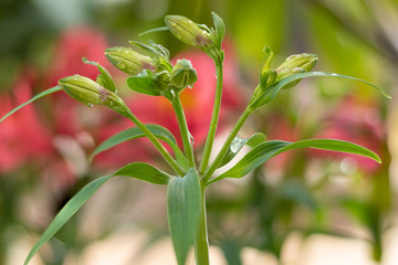 Alstroemeria, Lily of incas young buds spring season 