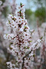 blooming cherry tree