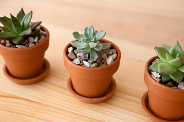 Pots with succulents on wooden table