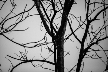 Dead tree background with out leaf