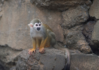 Common squirrel monkey