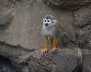 Common squirrel monkey