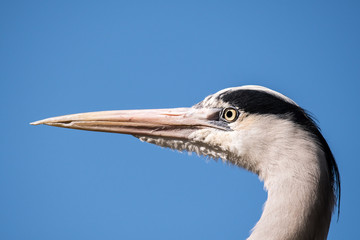 Kopf eines Graureihers vor blauem Himmel