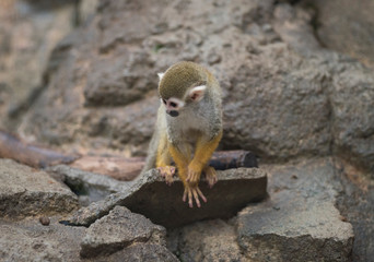 Common squirrel monkey