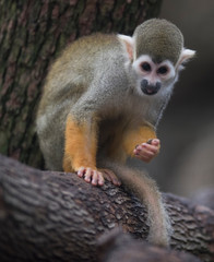 Common squirrel monkey